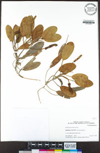 Potamogeton nodosus image