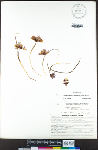 Allium carinatum image