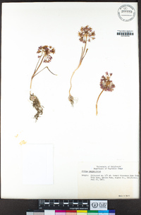 Allium campanulatum image