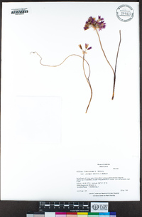 Allium fimbriatum var. purdyi image
