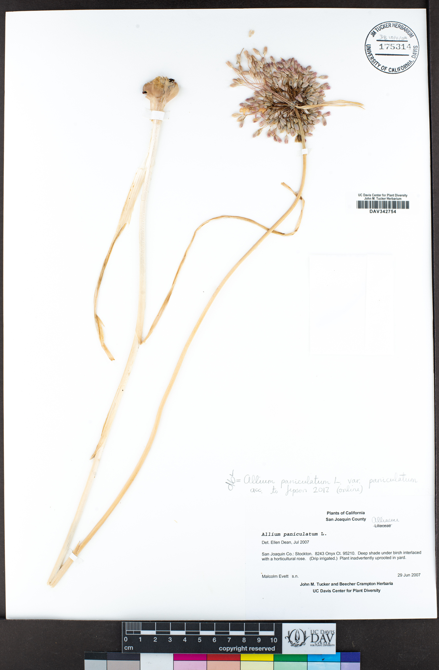 Allium paniculatum var. paniculatum image