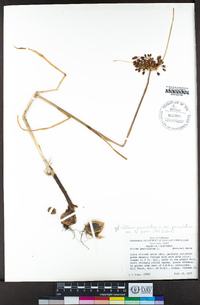 Allium paniculatum var. paniculatum image