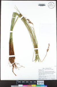 Juncus exiguus image