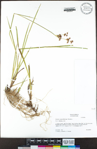 Juncus ensifolius image