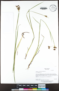 Juncus ensifolius image