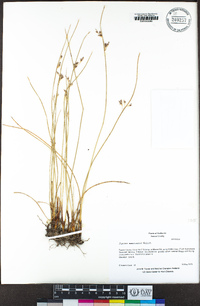 Juncus mexicanus image