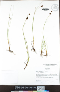 Juncus nevadensis image