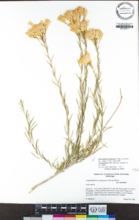 Ericameria nauseosa var. bernardina image