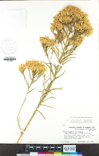 Ericameria nauseosa var. speciosa image