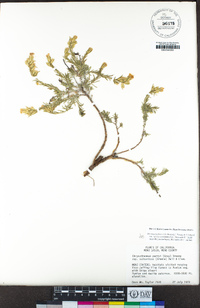 Ericameria parryi var. vulcanica image