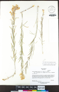 Ericameria parryi var. vulcanica image