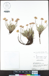 Erigeron eatonii var. sonnei image