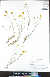 Eriophyllum lanatum image