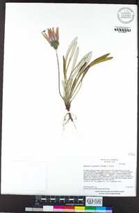 Gazania linearis image