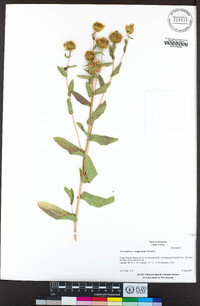 Grindelia camporum image