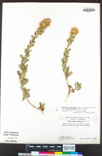 Hazardia squarrosa var. grindelioides image