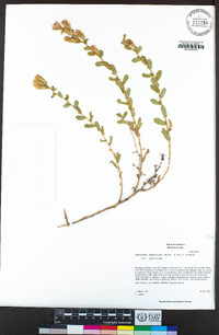 Hazardia squarrosa var. squarrosa image