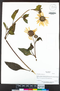 Helianthus annuus image