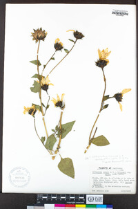 Helianthus annuus image