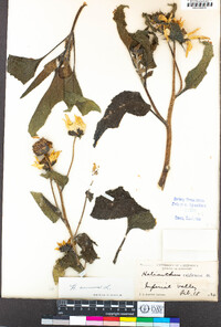 Helianthus annuus image