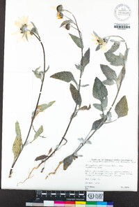 Helianthus petiolaris subsp. canescens image