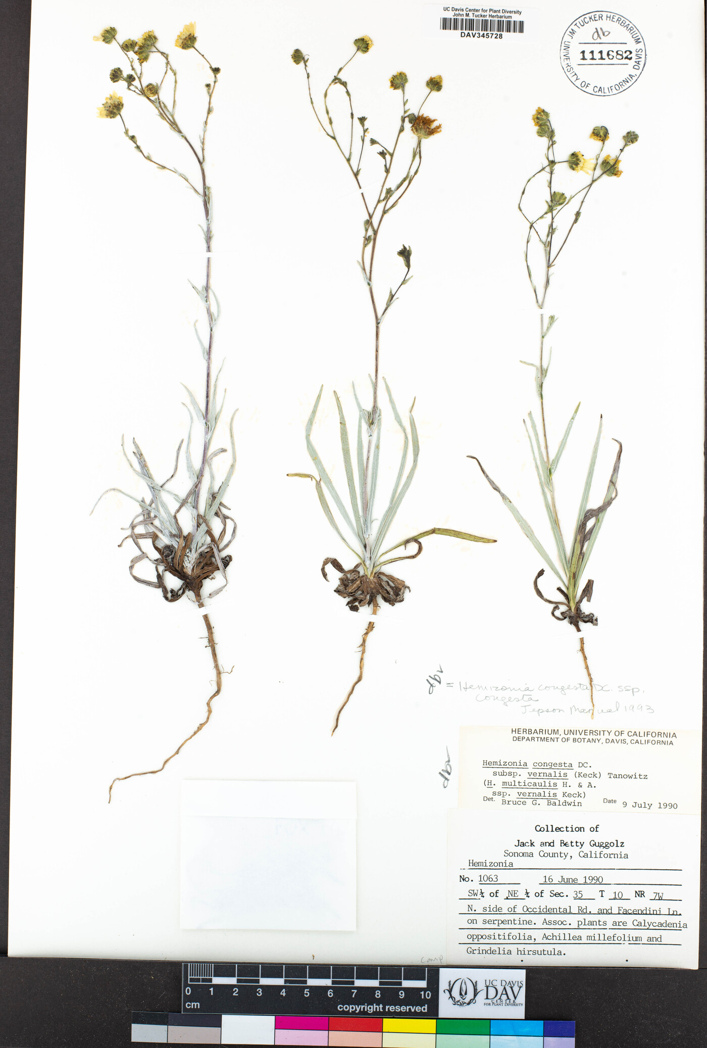 Hemizonia congesta subsp. congesta image