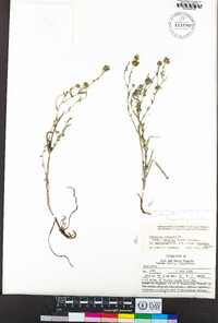 Hemizonia congesta subsp. congesta image