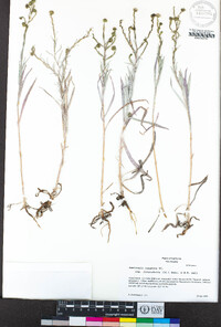 Hemizonia congesta subsp. luzulifolia image