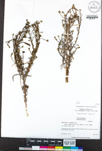 Hemizonia congesta subsp. luzulifolia image