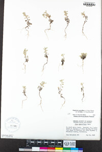 Hesperevax sparsiflora var. brevifolia image