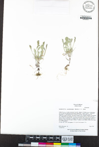 Hesperevax caulescens image