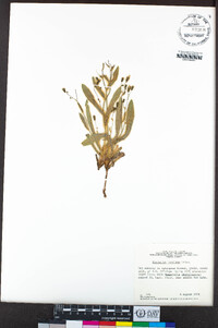 Hieracium horridum image