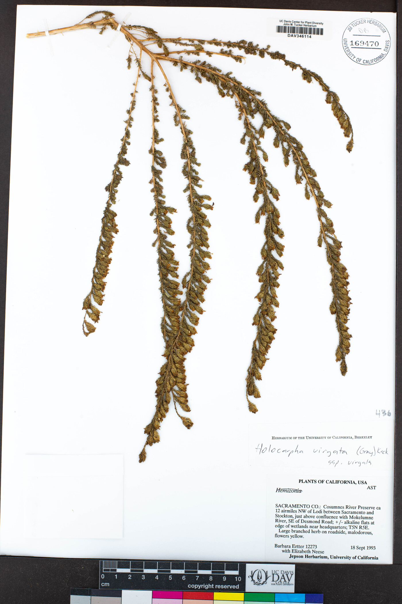 Holocarpha virgata subsp. virgata image