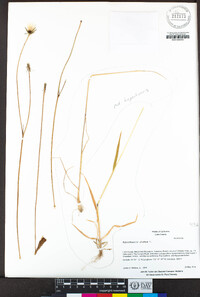 Hypochaeris glabra image