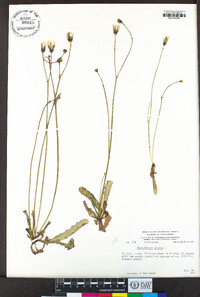 Hypochaeris glabra image