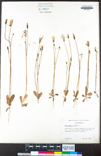 Hypochaeris glabra image