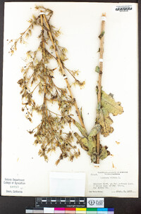 Lactuca virosa image