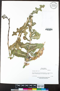 Lactuca serriola image