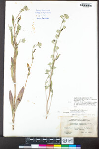 Lagophylla ramosissima image