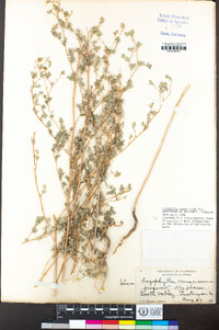 Lagophylla ramosissima image