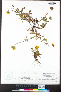 Lasthenia californica subsp. macrantha image