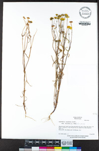 Lasthenia glabrata subsp. coulteri image