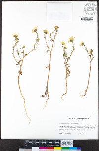 Layia pentachaeta subsp. albida image