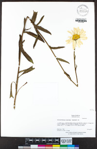 Leucanthemum maximum image