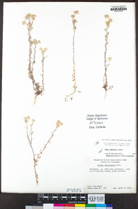 Logfia filaginoides image