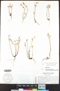 Logfia filaginoides image