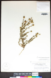 Matricaria occidentalis image