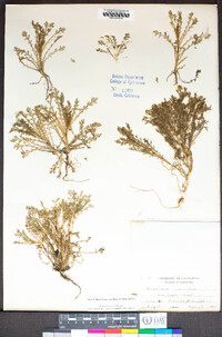 Matricaria discoidea image