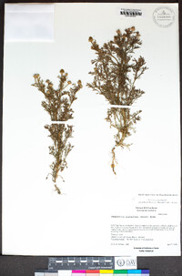 Matricaria discoidea image