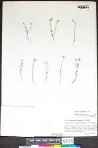 Micropus amphibolus image